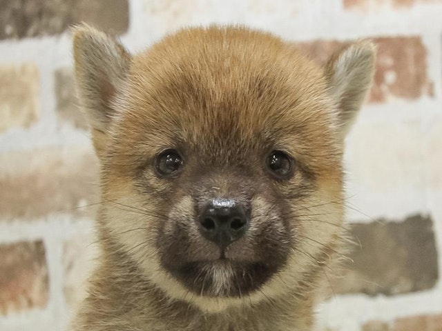 福岡県の豆柴 (ペッツワン福岡新宮店/2024年7月25日生まれ/女の子/赤)の子犬